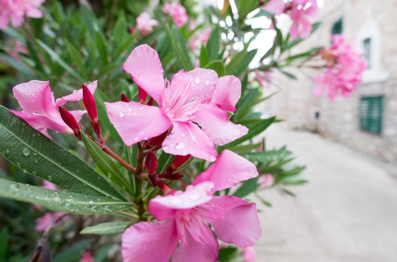 Milica Garden Διαμέρισμα Prvic Sepurine Εξωτερικό φωτογραφία