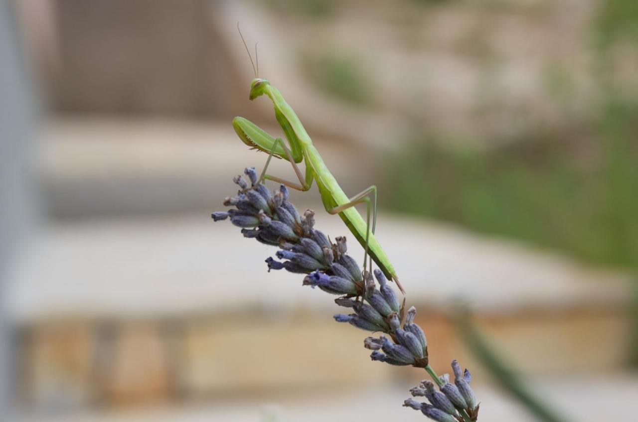 Milica Garden Διαμέρισμα Prvic Sepurine Εξωτερικό φωτογραφία