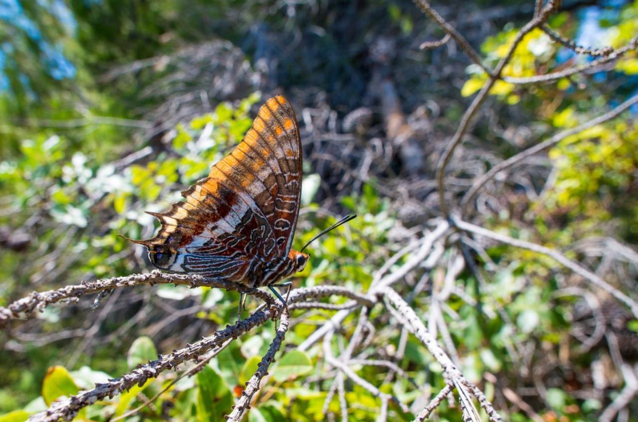 Milica Garden Διαμέρισμα Prvic Sepurine Εξωτερικό φωτογραφία